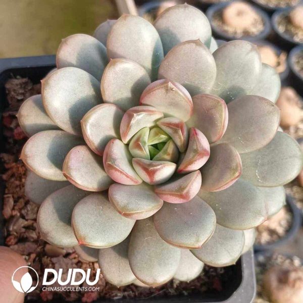 Echeveria Grape - Image 2