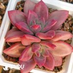 Echeveria Hephaestus Double Heads - Image 2