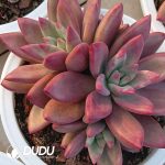 Echeveria Herphid Cluster - Image 2