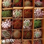 Echeveria 24pcs Ramdom Collocation - Image 2