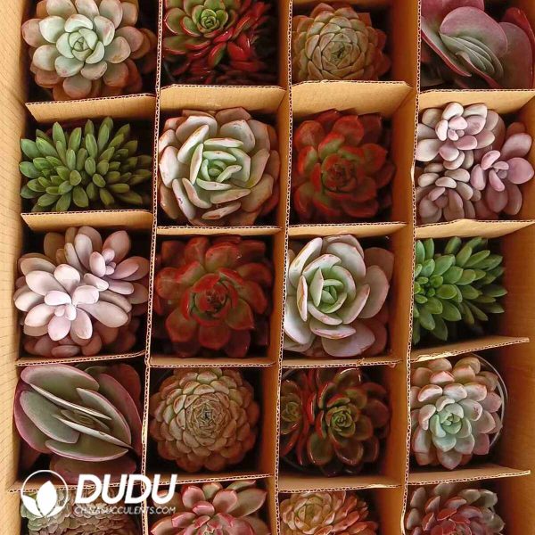 Echeveria 24pcs Ramdom Collocation - Image 2