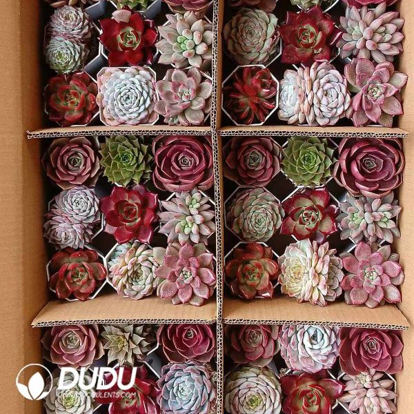 Echeveria 54pcs Ramdom Collocation - Image 2