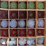 Echeveria 35pcs Premium Ramdom Collocation - Image 2