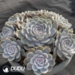 Echeveria Burger Cluster - Image 2