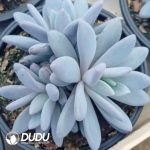 Pachyphytum Orange Dragon Cluster - Image 2