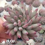 Pachyphytum Quicksand Consort Yu - Image 2