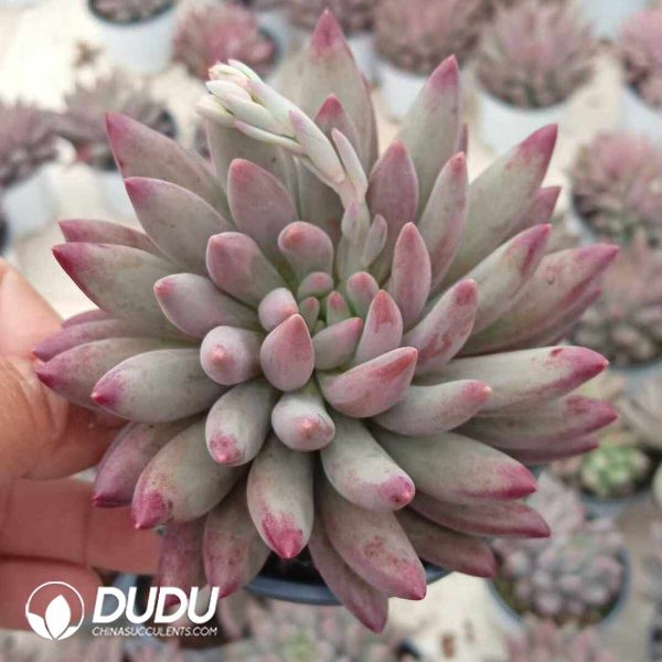 Pachyphytum Quicksand Consort Yu - Image 2