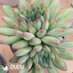 Pachyphytum Dark Feather Elf Cluster - Image 2
