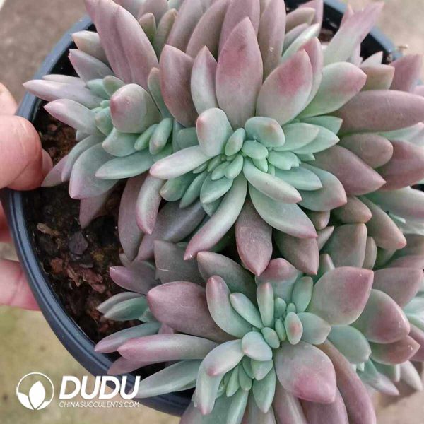 Echeveria Peach Blossom Cristata - Image 2