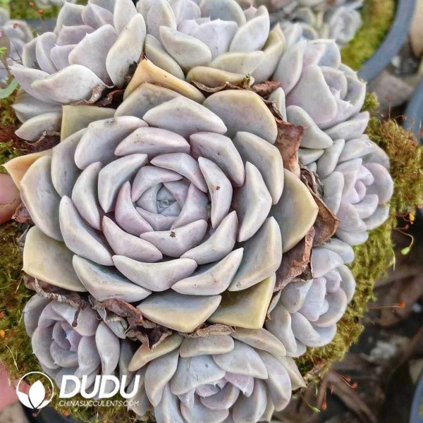 Echeveria Hamburger Cluster - Image 2