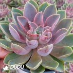 Echeveria Jones - Image 2