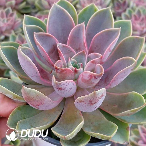 Echeveria Jones - Image 2