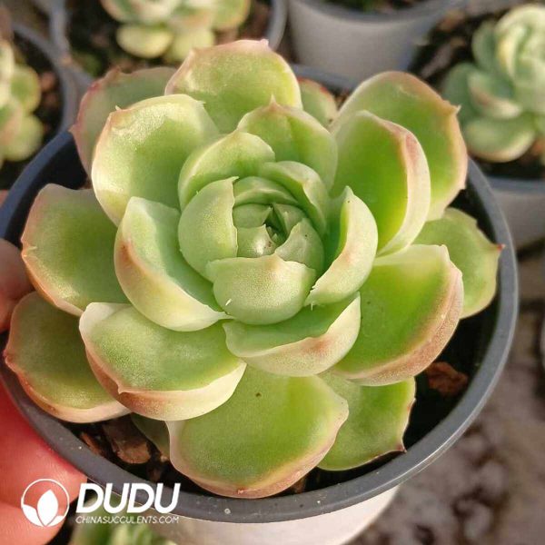 Echeveria Crystal Shrimp Dumplings - Image 2