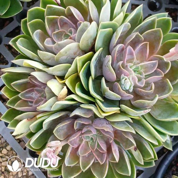Echeveria Jones Cluster - Image 2