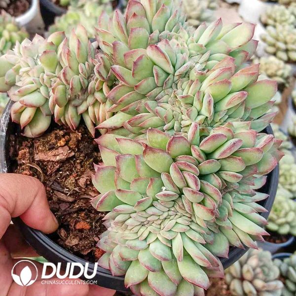 Echeveria Snowy Night Prince - Image 2