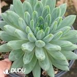 Pachyphytum Phantom Dark Pattern Beauty - Image 2