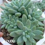 Pachyphytum Artisto Cluster - Image 2