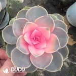 (Chemically Variegation)Echeveria Red Heart Lotus - Image 2