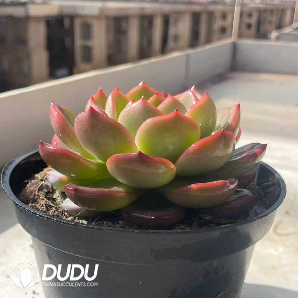 Echeveria Red Phoenix - Image 2