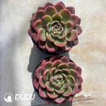 Echeveria Jade Pool Fairy - Image 2