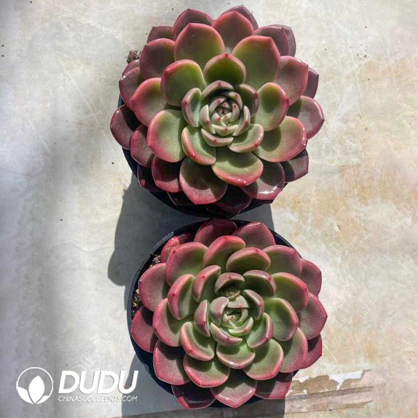 Echeveria Jade Pool Fairy - Image 2