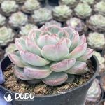 Echeveria Fat Red Phoenix - Image 2