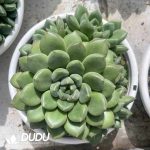 Echeveria Fat Ivory Clustering - Image 2