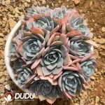 Echeveria Blue Stone Lotus Clustering - Image 2