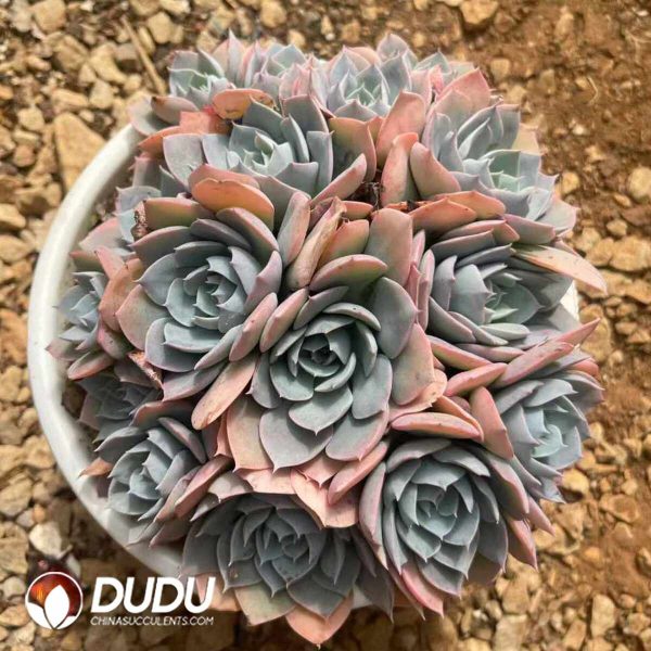 Echeveria Blue Stone Lotus Clustering - Image 2