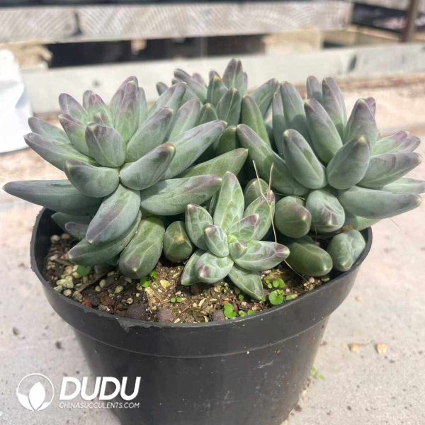 Pachyphytum Phoenix Feathers Clustering - Image 2