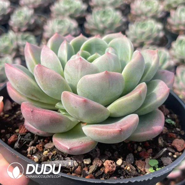 Echeveria Fat Jade Pool - Image 2