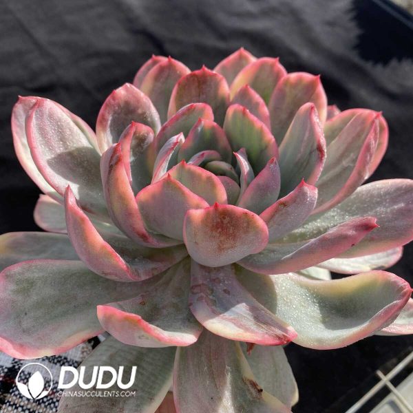 Echeveria Luella - Image 2