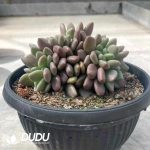 Echeveria Peach Blossom Spring Cristata - Image 2