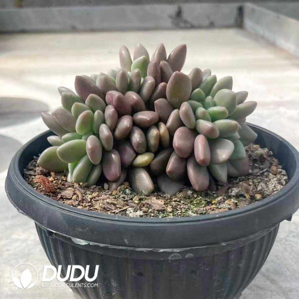 Echeveria Peach Blossom Spring Cristata - Image 2