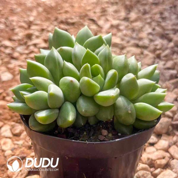 Echeveria Ivory Clustering - Image 2