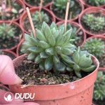 Echeveria Plato Cristata - Image 2