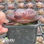 Echeveria Hime Rose - Image 2