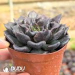 Echeveria Super Bowl - Image 2