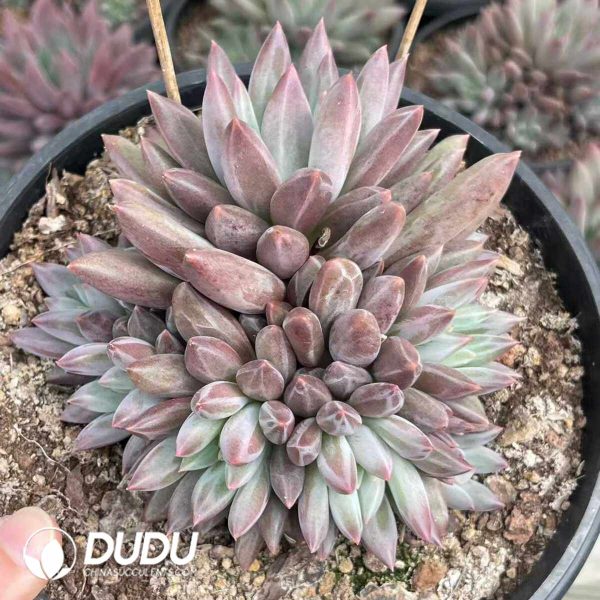 Pachyphytum Yo-yo Clustering - Image 2