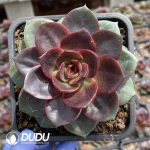 Echeveria Hime Rose - Image 2