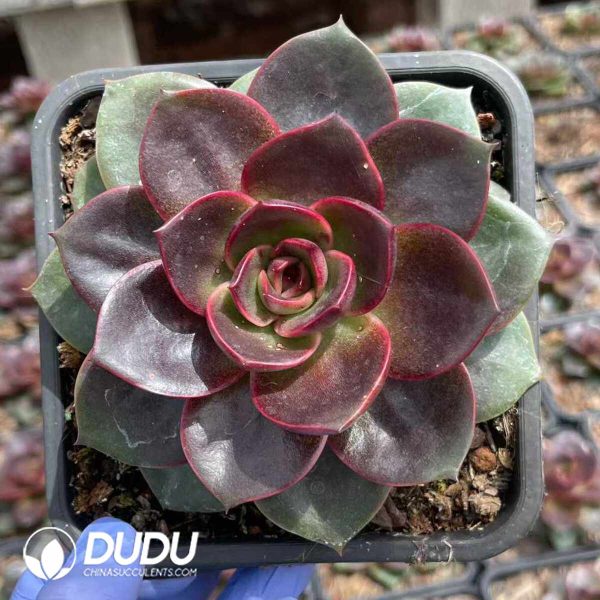 Echeveria Hime Rose - Image 2