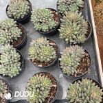 Pachyphytum Yanzi Clustering - Image 2