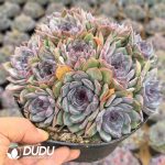 Echeveria Blueenchantress - Image 2