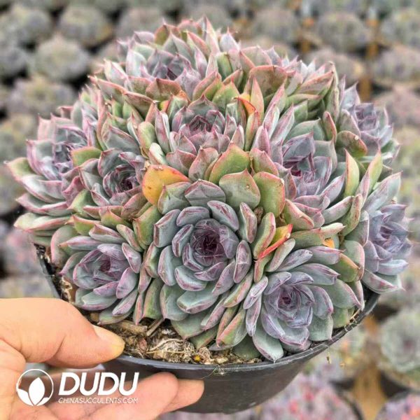 Echeveria Blueenchantress - Image 2