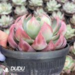 Echeveria Agavoides Casio - Image 2