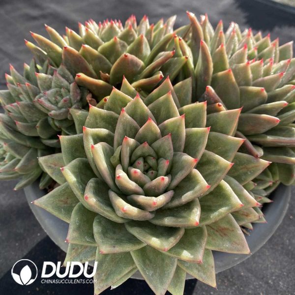 Echeveria Protrusion Maria Cluster - Image 2