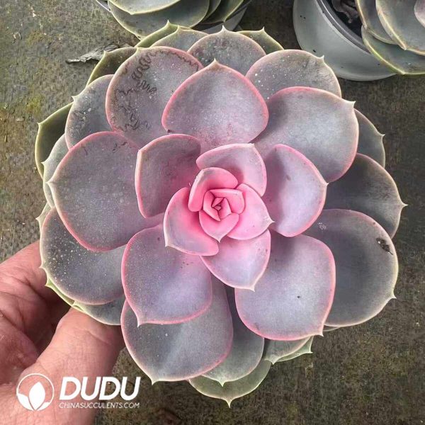 (Chemically Variegation)Echeveria Purple Pearl Variegated - Image 2
