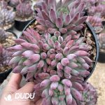 Pachyphytum Quicksand Poppy - Image 2