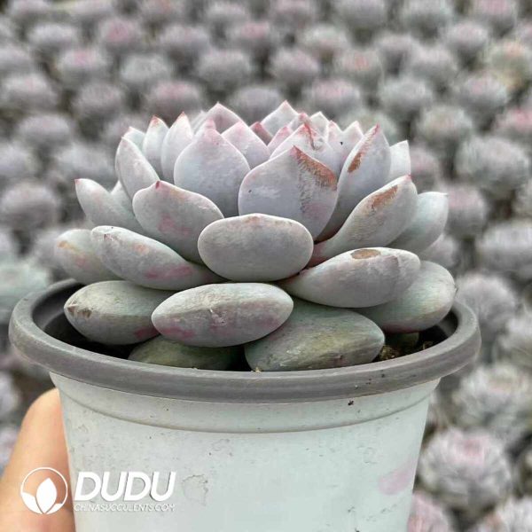 Echeveria Star Orange - Image 2