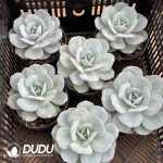 Echeveria Milk Tea - Image 2